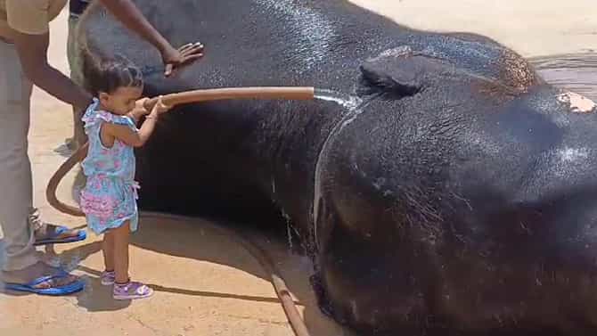 ರಿಲ್ಯಾಕ್ಸ್ ಮೂಡ್‌ನಲ್ಲಿ ದಸರಾ ಗಜಪಡೆ, ಭೀಮನಿಗೆ ಸ್ನಾನ ಮಾಡಿಸಿದ ಪುಟಾಣಿ