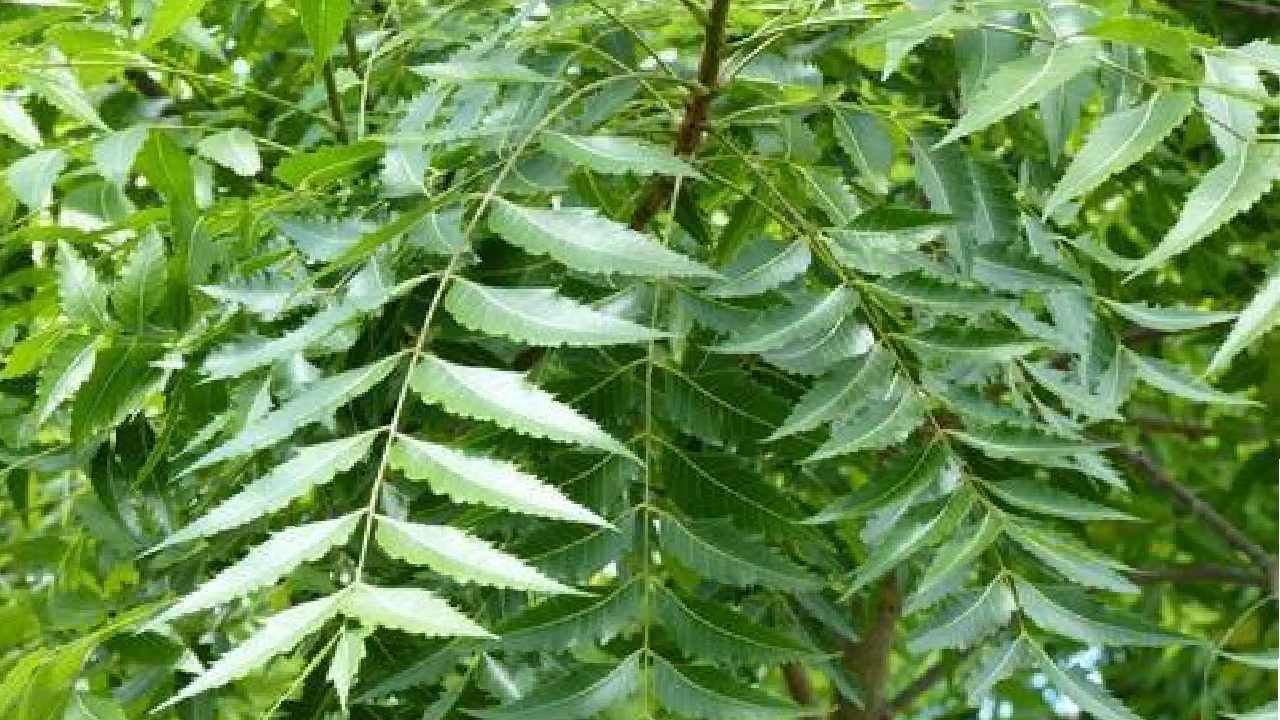 ಬೇವು ನಾಲಿಗೆಗಷ್ಟೇ ಅಲ್ಲ ರೋಗಕ್ಕೂ ಕಹಿ, ಪ್ರಯೋಜನಗಳ ತಿಳಿಯಿರಿ ಬೇವು ನಾಲಿಗೆಗಷ್ಟೇ ಅಲ್ಲ ರೋಗಕ್ಕೂ ಕಹಿ, ಪ್ರಯೋಜನಗಳ ತಿಳಿಯಿರಿ