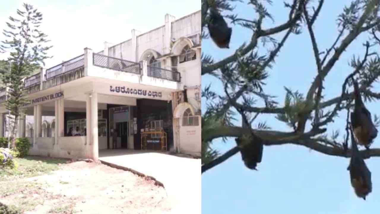 Nipah Virus ಭೀತಿ: ನಿಫಾ ವಾರ್ಡ್ ತೆರೆದ ಚಿಕ್ಕಮಗಳೂರು ಜಿಲ್ಲಾಡಳಿತ, ಮೈಸೂರಿನಲ್ಲಿ ಕಟ್ಟೆಚ್ಚರ Nipah Virus ಭೀತಿ: ನಿಫಾ ವಾರ್ಡ್ ತೆರೆದ ಚಿಕ್ಕಮಗಳೂರು ಜಿಲ್ಲಾಡಳಿತ, ಮೈಸೂರಿನಲ್ಲಿ ಕಟ್ಟೆಚ್ಚರ