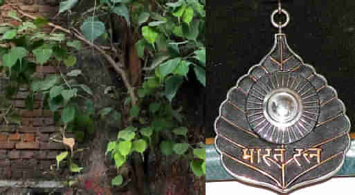 Peepal Tree: ಮನೆಗೆ ಅಂಟಿಕೊಂಡು ಅರಳಿ ಮರ ಬೆಳೆದಿದ್ದರೆ ನಿರ್ಲಕ್ಷ್ಯ ಮಾಡಬೇಡಿ, ಹಾಗಾದರೆ ಯಾವ ದಿನದಂದು, ಹೇಗೆ ಆ ಸಸ್ಯವನ್ನು ಕಿತ್ತುಹಾಕಬೇಕು?