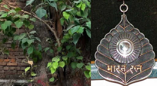 Peepal Tree: ಮನೆಗೆ ಅಂಟಿಕೊಂಡು ಅರಳಿ ಮರ ಬೆಳೆದಿದ್ದರೆ ನಿರ್ಲಕ್ಷ್ಯ ಮಾಡಬೇಡಿ, ಹಾಗಾದರೆ ಯಾವ ದಿನದಂದು, ಹೇಗೆ ಆ ಸಸ್ಯವನ್ನು ಕಿತ್ತುಹಾಕಬೇಕು? Peepal Tree: ಮನೆಗೆ ಅಂಟಿಕೊಂಡು ಅರಳಿ ಮರ ಬೆಳೆದಿದ್ದರೆ ನಿರ್ಲಕ್ಷ್ಯ ಮಾಡಬೇಡಿ, ಹಾಗಾದರೆ ಯಾವ ದಿನದಂದು, ಹೇಗೆ ಆ ಸಸ್ಯವನ್ನು ಕಿತ್ತುಹಾಕಬೇಕು?