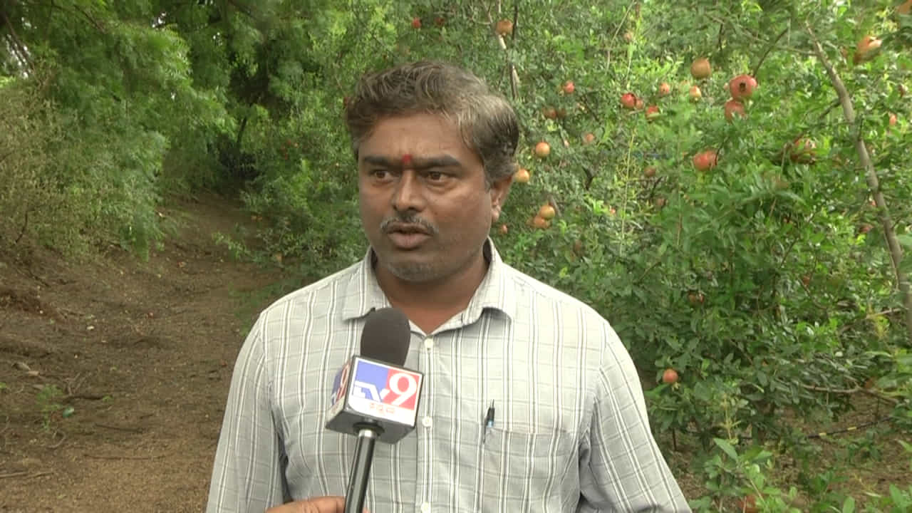 ಬರಗಾಲದಲ್ಲೂ ಹನಿ ಹನಿ ನೀರು ಉಳಿಸಿ ದಾಳಿಂಬೆ ಬೆಳೆದಿದ್ದ ವಿಜಯಪುರ ರೈತ: ರಾತ್ರೋರಾತ್ರಿ ನಾಲ್ಕಾರು ಲಕ್ಷ ಮೌಲ್ಯದ ದಾಳಿಂಬೆ ಕದ್ದ ಖದೀಮರು! ಬರಗಾಲದಲ್ಲೂ ಹನಿ ಹನಿ ನೀರು ಉಳಿಸಿ ದಾಳಿಂಬೆ ಬೆಳೆದಿದ್ದ ವಿಜಯಪುರ ರೈತ: ರಾತ್ರೋರಾತ್ರಿ ನಾಲ್ಕಾರು ಲಕ್ಷ ಮೌಲ್ಯದ ದಾಳಿಂಬೆ ಕದ್ದ ಖದೀಮರು!