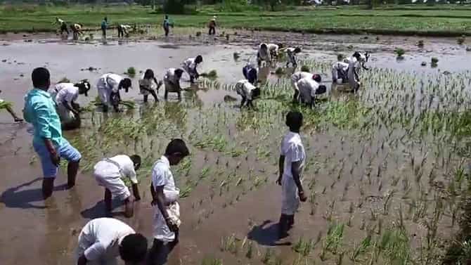 ರಾಯಚೂರು: ಗದ್ದೆಯಲ್ಲಿ ವಿದ್ಯಾರ್ಥಿಗಳಿಗೆ ನಡೆಯಿತು ಕೃಷಿ ಪಾಠ
