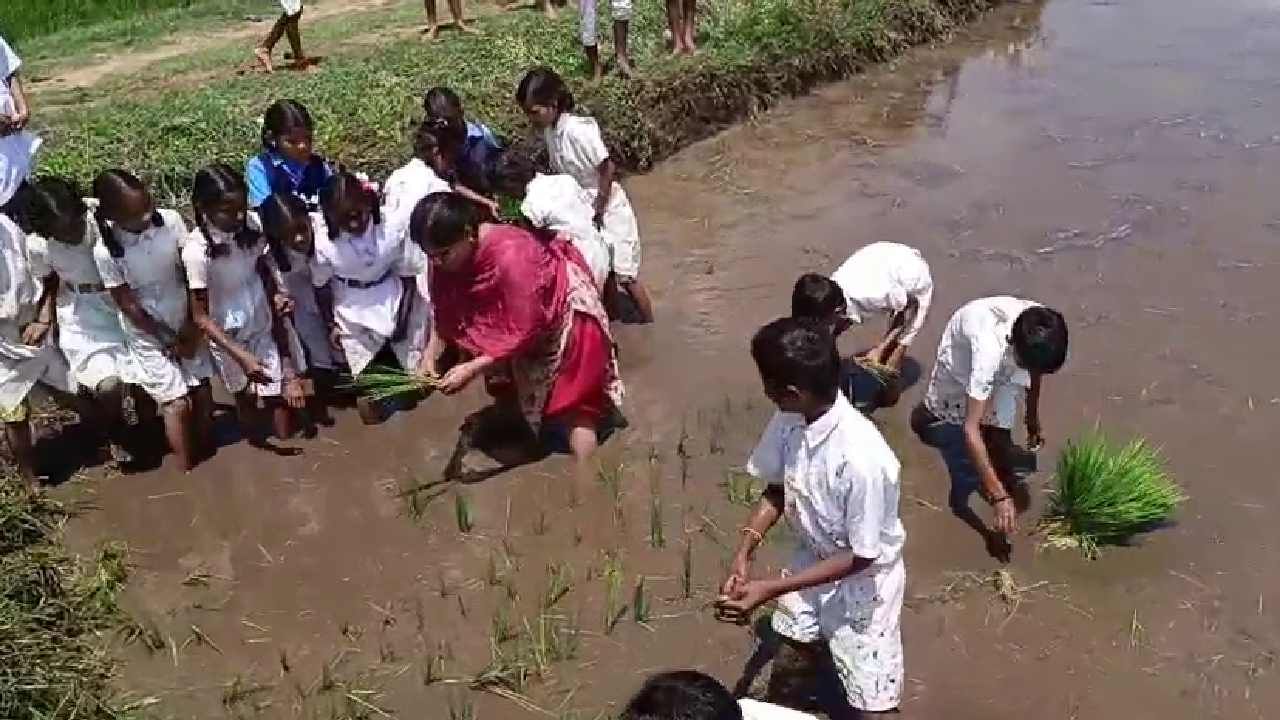 ಮಕ್ಕಳಿಕೆ ಕೃಷಿ ಪರಿಕರಗಳನ್ನ ಪರಿಚಯಿಸಿ, ಅದರ ಉಪಯೋಗಗಳ ಬಗ್ಗೆ ಮಾಹಿತಿ ನೀಡಲಾಗಿದೆ. ಬಳಿಕ ವಿದ್ಯಾರ್ಥಿಗಳು ಗದ್ದೆಯಲ್ಲಿ ಭತ್ತ ನಾಟಿ ಮಾಡಿದರು. ಶಿಕ್ಷಕರಾದ ಸುನೀತಾ ನೇತೃತ್ವದಲ್ಲಿ ಮಕ್ಕಳ ತಂಡ ಗದ್ದೆಯಲ್ಲಿ ನಾಟಿ ಮಾಡಿತು.