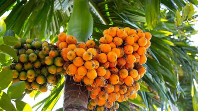 ಇಂದಿನ ಅಡಿಕೆ ಮತ್ತು ಕೋಕೋ ಧಾರಣೆ