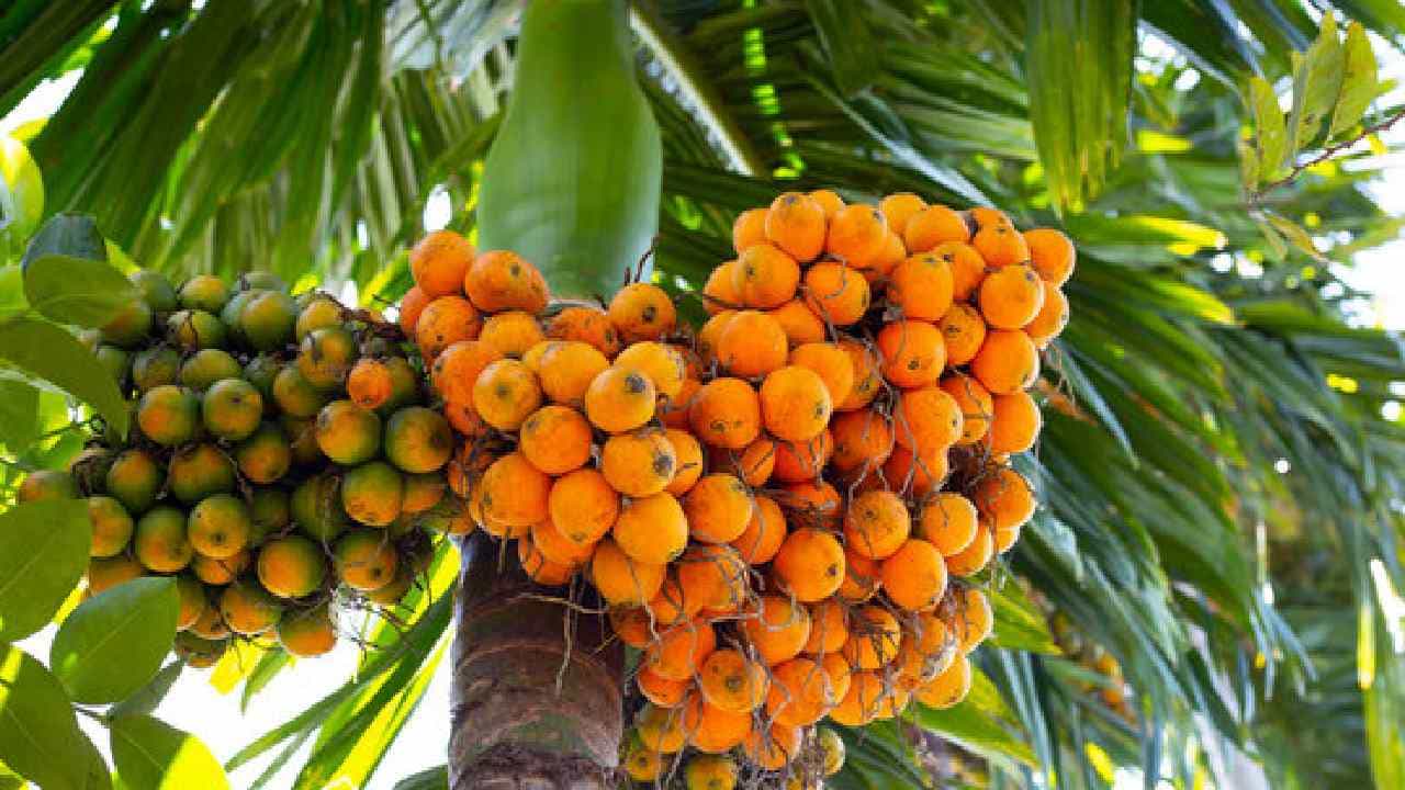 Arecanut Price 29 Sep: ಇಂದಿನ ಅಡಿಕೆ ಧಾರಣೆ; ಪ್ರಮುಖ ಮಾರುಕಟ್ಟೆಯಲ್ಲಿ ಅಡಿಕೆ, ಕೋಕೋ ದರ ಹೀಗಿದೆ