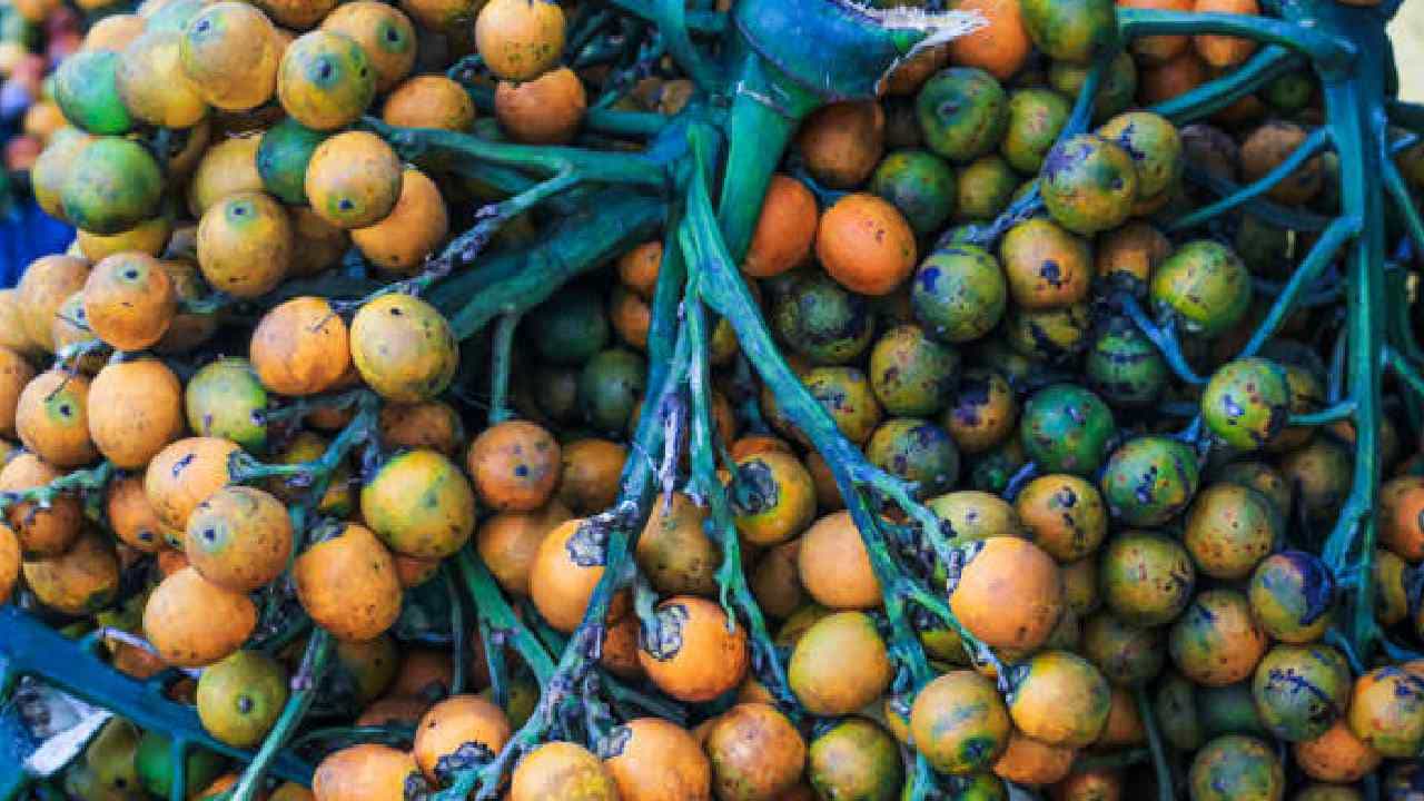 Arecanut Price 22 Sep: ಇಂದಿನ ಅಡಿಕೆ ಮತ್ತು ಕೋಕೋ ದರ ಹೀಗಿದೆ