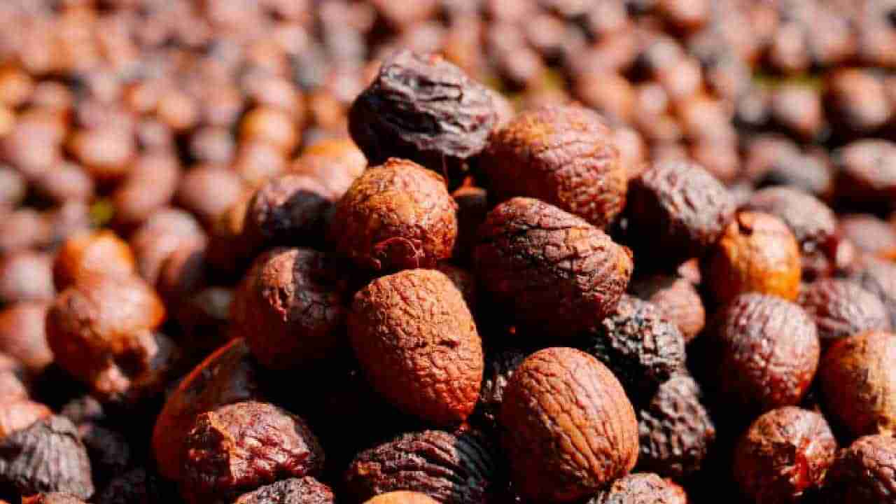 Arecanut Price 25 Sep: ಪ್ರಮುಖ ಮಾರುಕಟ್ಟೆಯಲ್ಲಿ ಇಂದು ಅಡಿಕೆ ಧಾರಣೆ, ಕೋಕೋ ದರ ಹೀಗಿದೆ