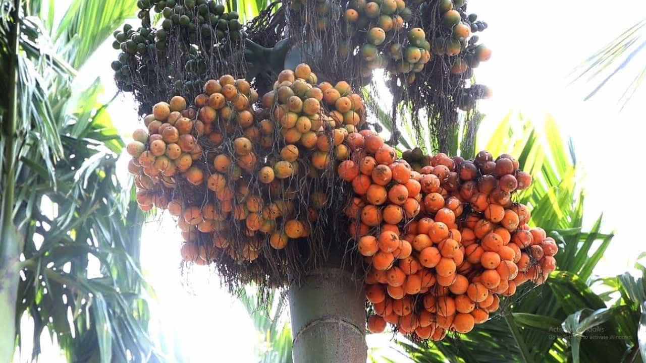 ಭೂತಾನ್ನಿಂದ 17 ಸಾವಿರ ಟನ್ ಅಡಿಕೆ ಆಮದು: ಒಂದೇ ದಿನದಲ್ಲಿ 2 ಸಾವಿರ ರೂ ದರ ಕುಸಿತ, ಅಡಿಕೆ ಬೆಳೆಗಾರರಿಗೆ ಆತಂಕ ಭೂತಾನ್ನಿಂದ 17 ಸಾವಿರ ಟನ್ ಅಡಿಕೆ ಆಮದು: ಒಂದೇ ದಿನದಲ್ಲಿ 2 ಸಾವಿರ ರೂ ದರ ಕುಸಿತ, ಅಡಿಕೆ ಬೆಳೆಗಾರರಿಗೆ ಆತಂಕ
