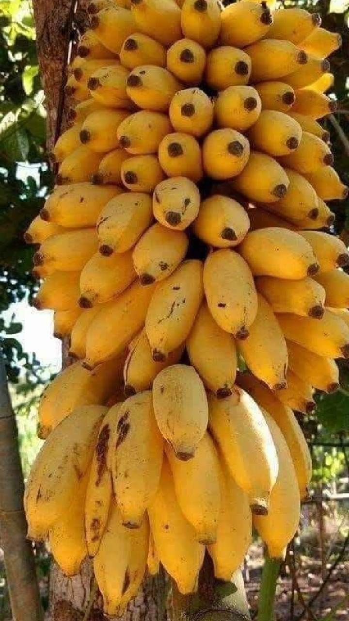 banana (1)