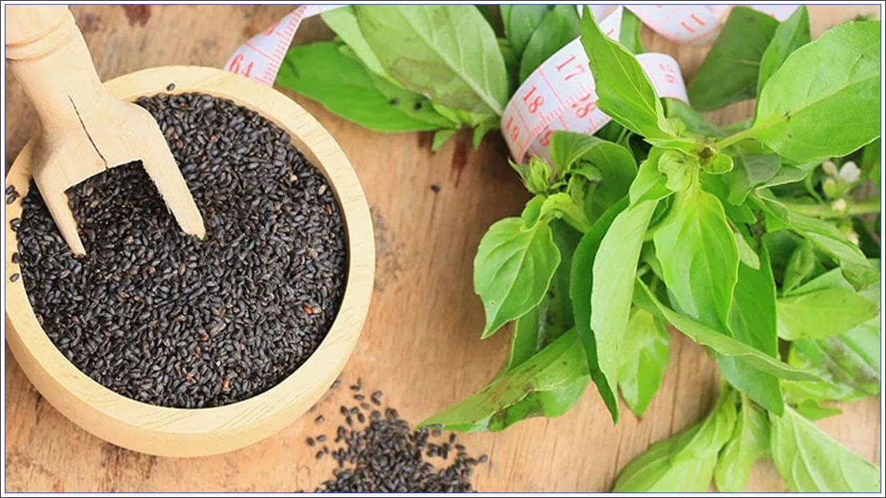 Basil Seed Benefits: ತುಳಸಿ ಎಲೆಗಳು ಮತ್ತು ತುಳಸಿ ಬೀಜಗಳ ಅದ್ಭುತ ಪ್ರಯೋಜನಗಳು ಹೀಗಿವೆ