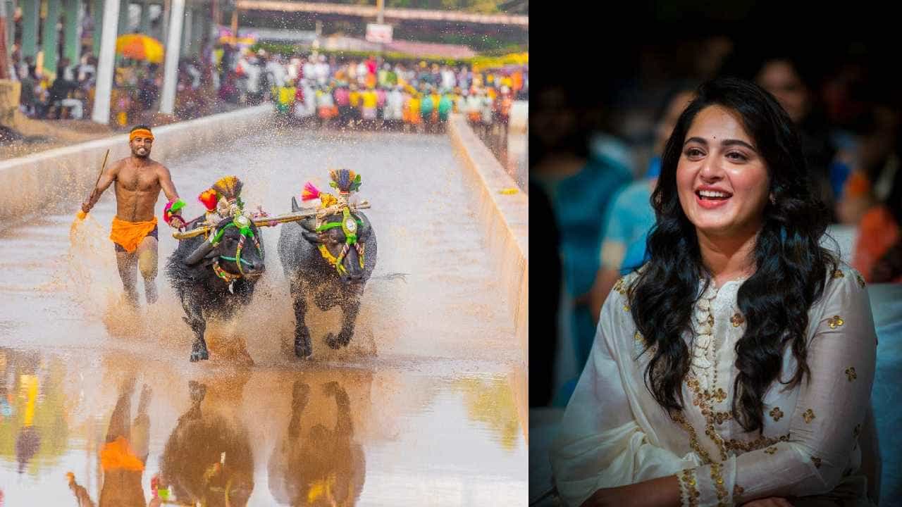 ಬೆಂಗಳೂರಿನಲ್ಲಿ 3 ದಿನ ಕಂಬಳ; ಉದ್ಘಾಟನೆಗೆ ಬರಲಿದ್ದಾರೆ ಖ್ಯಾತ ನಟಿ ಅನುಷ್ಕಾ ಶೆಟ್ಟಿ