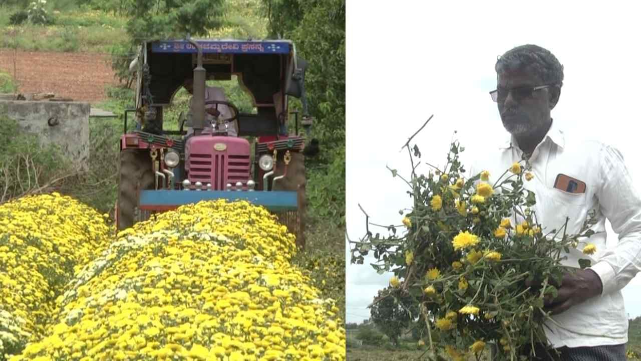 ಗದಗ: ಕುಸಿದ ಸೇವಂತಿಗೆ ಬೆಲೆ, ಹೂವಿನ ತೋಟ ನಾಶ ಮಾಡಿದ ರೈತ