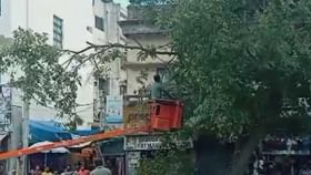 ದಸರಾ: ಮೈಸೂರಿನಲ್ಲಿ ಸ್ವಚ್ಛತಾ ಕಾರ್ಯ: ಮರದ ರಂಬೆ, ಕೊಂಬೆಗಳ ಕಟಾವು ದಸರಾ: ಮೈಸೂರಿನಲ್ಲಿ ಸ್ವಚ್ಛತಾ ಕಾರ್ಯ: ಮರದ ರಂಬೆ, ಕೊಂಬೆಗಳ ಕಟಾವು