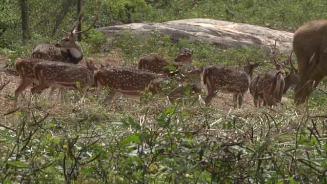 ಆನೇಕಲ್: ಬನ್ನೇರುಘಟ್ಟ ಉದ್ಯಾನವನದಲ್ಲಿ ಮುಂದುವರೆದ ಜಿಂಕೆಗಳ ಸಾವು