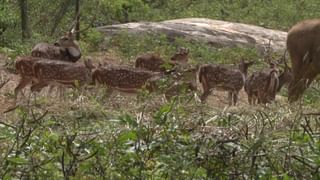 ನೆಲಮಂಗಲ: ಭಜರಂಗದಳ ಕಾರ್ಯಕರ್ತರಿಂದ ಜಾನುವಾರುಗಳ ರಕ್ಷಣೆ