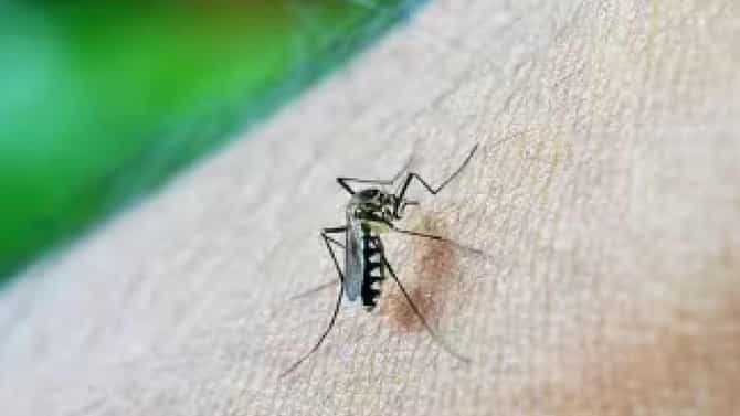 Dengue: ಬೆಂಗಳೂರಿನಲ್ಲಿ ಡೆಂಗ್ಯೂ ಹೆಚ್ಚಳ