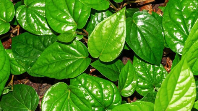 ವೀಳ್ಯದೆಲೆ ಜಗಿಯುವುದರಿಂದ ಆಗುವ ಆರೋಗ್ಯಕಾರಿ ಲಾಭಗಳು