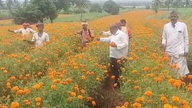 ಚೆಂಡು ಹೂವು ಬೆಳೆದ ರೈತರ ಗೋಳು: ಮಳೆ ಇಲ್ಲದೇ ಕಂಗಾಲು