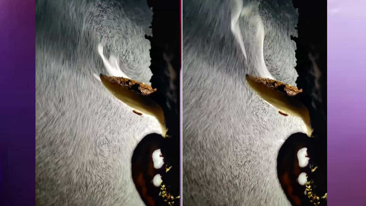 Viral Video: ಹೊಗೆ ಹೊಮ್ಮಿಸುವ ಶಿಲೀಂಧ್ರ? ನೆಟ್ಟಿಗರಲ್ಲಿ ಕುತೂಹಲ ಕೆರಳಿಸಿದ ಈ ವಿಡಿಯೋ Viral Video: ಹೊಗೆ ಹೊಮ್ಮಿಸುವ ಶಿಲೀಂಧ್ರ? ನೆಟ್ಟಿಗರಲ್ಲಿ ಕುತೂಹಲ ಕೆರಳಿಸಿದ ಈ ವಿಡಿಯೋ