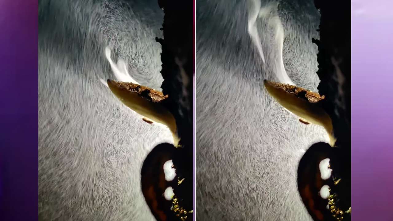 Viral Video: ಹೊಗೆ ಹೊಮ್ಮಿಸುವ ಶಿಲೀಂಧ್ರ? ನೆಟ್ಟಿಗರಲ್ಲಿ ಕುತೂಹಲ ಕೆರಳಿಸಿದ ಈ ವಿಡಿಯೋ
