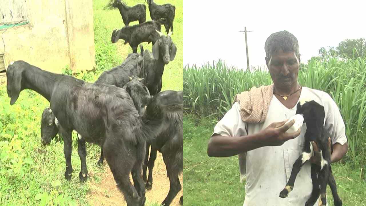 ಶ್ರಾವಣ ಮಾಸ ಬಳಿಕ ಮಾಂಸಕ್ಕೆ ಹೆಚ್ಚಿನ ಬೇಡಿಕೆ, ಧಾರವಾಡದಲ್ಲಿ ಹೆಚ್ಚಾದ ಮೇಕೆಗಳ ಕಳ್ಳತನ ಶ್ರಾವಣ ಮಾಸ ಬಳಿಕ ಮಾಂಸಕ್ಕೆ ಹೆಚ್ಚಿನ ಬೇಡಿಕೆ, ಧಾರವಾಡದಲ್ಲಿ ಹೆಚ್ಚಾದ ಮೇಕೆಗಳ ಕಳ್ಳತನ
