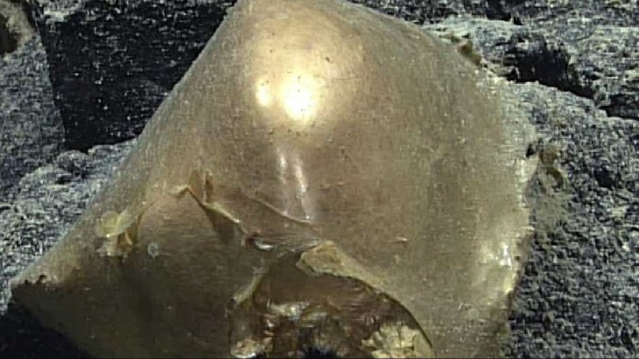 Viral Image of Golden Egg found in Alaskan Sea