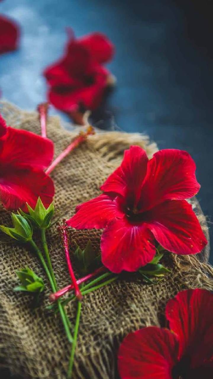 Hibiscus