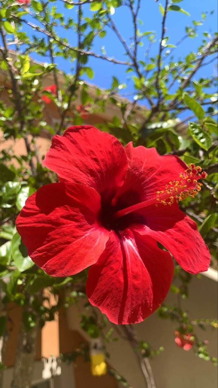 Hibiscus Tea (2)