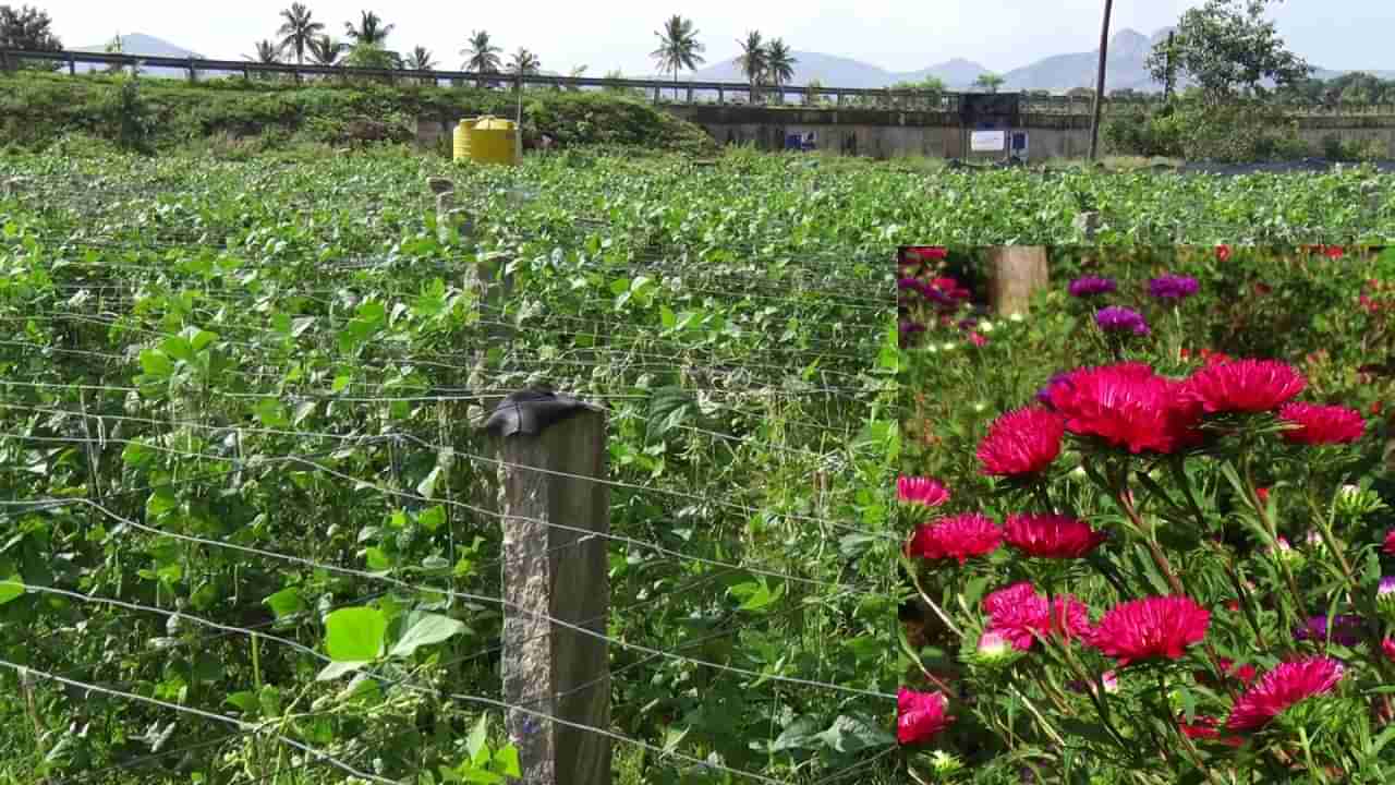 HN Valley ಎಫೆಕ್ಟ್​! ಜಿಲ್ಲೆಯೆಲ್ಲಾ ಬರ ಇದ್ದರೂ ಚಿಕ್ಕಬಳ್ಳಾಪುರ ತಾಲ್ಲೂಕು ಹಸಿರು ಸಿರಿಸಂಪನ್ನ