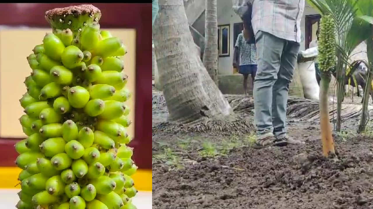 ಬಾಳೆ ಗಿಡದಿಂದ ಅಲ್ಲ, ಸುವರ್ಣಗಡ್ಡೆಯಲ್ಲಿ ಬೆಳೆಯಿತು ದೊಡ್ಡ ಬಾಳೆ ಗೊನೆ! ಕಾಲಜ್ಞಾನಿ ವೀರಬ್ರಹ್ಮ ಹೇಳಿದಂತೆ ನಡೆಯುತ್ತಿದೆ ಎಂದರು ಜನ ಬಾಳೆ ಗಿಡದಿಂದ ಅಲ್ಲ, ಸುವರ್ಣಗಡ್ಡೆಯಲ್ಲಿ ಬೆಳೆಯಿತು ದೊಡ್ಡ ಬಾಳೆ ಗೊನೆ! ಕಾಲಜ್ಞಾನಿ ವೀರಬ್ರಹ್ಮ ಹೇಳಿದಂತೆ ನಡೆಯುತ್ತಿದೆ ಎಂದರು ಜನ