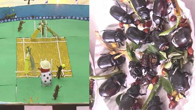 ಧಾರವಾಡ ಕೃಷಿ ಮೇಳ: ವಿಸ್ಮಯಕಾರಿ ಕೀಟ ಪ್ರಪಂಚ ಪ್ರದರ್ಶನ
