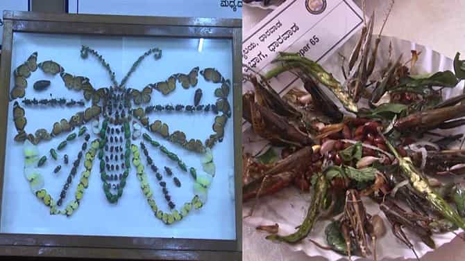 ಧಾರವಾಡ ಕೃಷಿ ಮೇಳದಲ್ಲಿ ಚಿಟ್ಟೆಗಳ ಪ್ರದರ್ಶನ, ಕೀಟಗಳಿಂದ ತಯಾರಿಸಿದ ಆಹಾರಗಳು