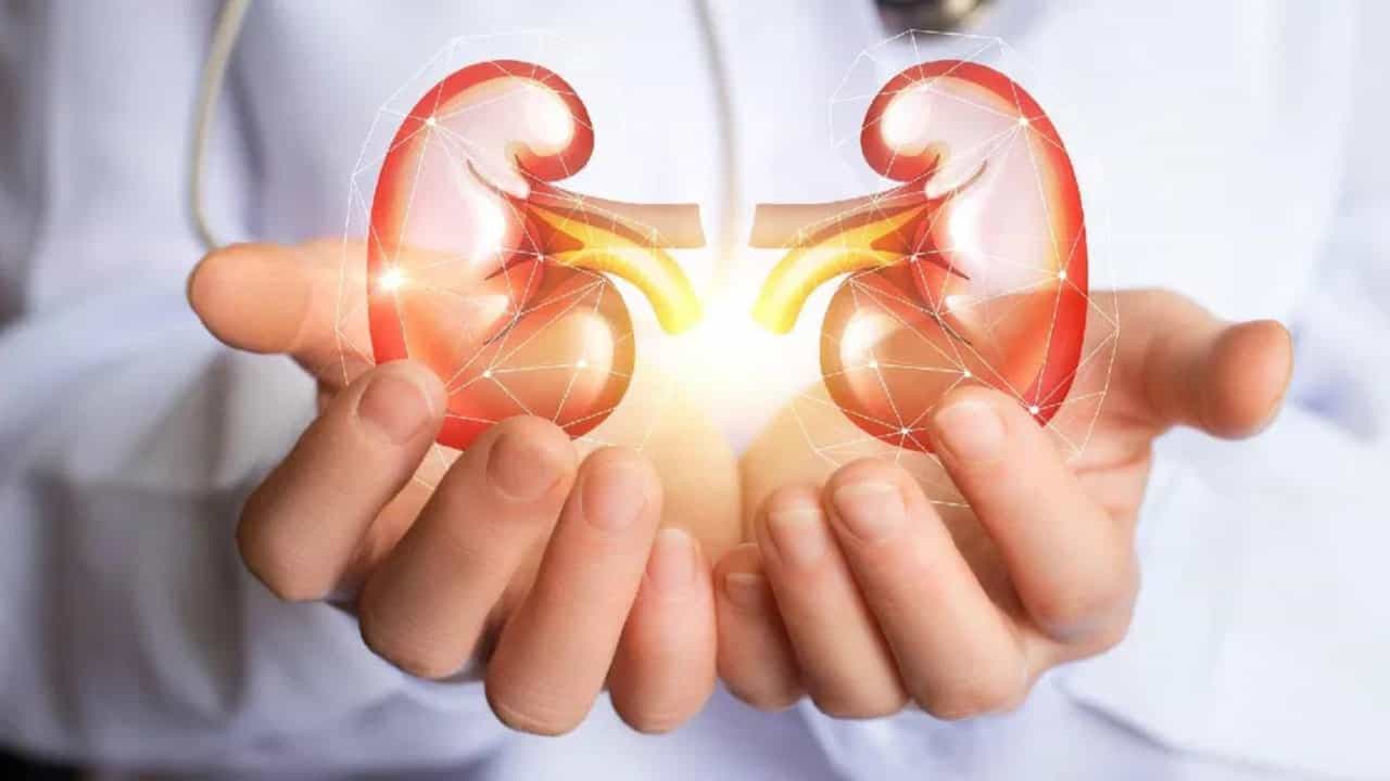Know Your Kidney: ಕಿಡ್ನಿ ಕುರಿತಾಗಿ ನೀವು ತಿಳಿದಿರಲೇಬೇಕಾದ ಸಂಗತಿಗಳು Know Your Kidney: ಕಿಡ್ನಿ ಕುರಿತಾಗಿ ನೀವು ತಿಳಿದಿರಲೇಬೇಕಾದ ಸಂಗತಿಗಳು