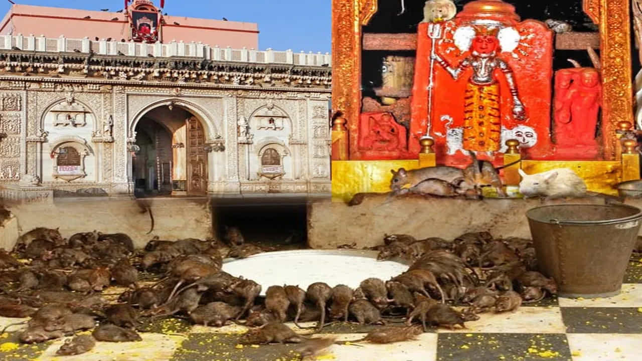 ಬಿಕಾನೇರ್ನ ರಾಜ ಕುಟುಂಬದ ಕುಲದೇವರಾದ ಇಲಿಗಳಿಗೆ ಈ ದೇಗುಲದಲ್ಲಿ ಮೊದಲ ನೈವೇದ್ಯ... ಅವು ತಿಂದ ನಂತರ, ಉಳಿದಿದ್ದು ಭಕ್ತರಿಗೆ ಪ್ರಸಾದ! ಬಿಕಾನೇರ್ನ ರಾಜ ಕುಟುಂಬದ ಕುಲದೇವರಾದ ಇಲಿಗಳಿಗೆ ಈ ದೇಗುಲದಲ್ಲಿ ಮೊದಲ ನೈವೇದ್ಯ... ಅವು ತಿಂದ ನಂತರ, ಉಳಿದಿದ್ದು ಭಕ್ತರಿಗೆ ಪ್ರಸಾದ!