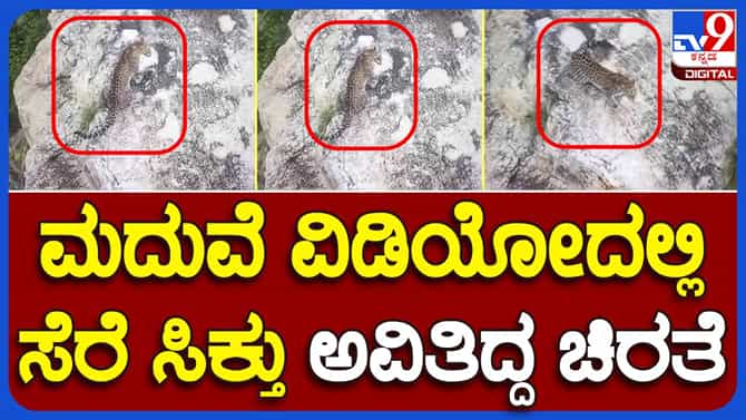 ಚಿಕ್ಕಮಗಳೂರು: ಕಡೂರು ಬಳಿಯ ಶಿವಗಂಗಾ ಗಿರಿಯಲ್ಲ ಕಾಣಿಸಿದವು ಮೂರು ಚಿರತೆಗಳು!