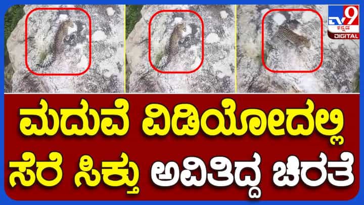 ಚಿಕ್ಕಮಗಳೂರು: ಮದುವೆಯ ಪೋಟೋಶೂಟ್ಗಾಗಿ ಶಿವಗಂಗಾ ಗಿರಿ ಹೋದವರಿಗೆ ಕಾಣಿಸಿದ್ದು ಚಿರತೆಗಳು! ಚಿಕ್ಕಮಗಳೂರು: ಮದುವೆಯ ಪೋಟೋಶೂಟ್ಗಾಗಿ ಶಿವಗಂಗಾ ಗಿರಿ ಹೋದವರಿಗೆ ಕಾಣಿಸಿದ್ದು ಚಿರತೆಗಳು!