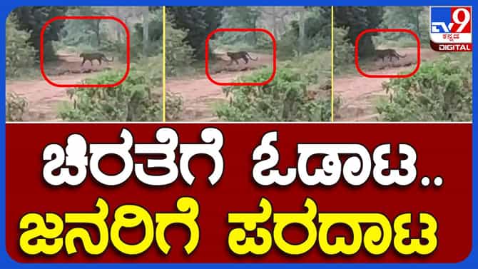 ಮೈಸೂರು: ಕಾವೇರಿಪುರ ಮೂಡಲಹುಂಡಿ ಗ್ರಾಮದಲ್ಲಿ 2 ಮೇಕೆಗಳ ಮೇಲೆ ಚಿರತೆ ದಾಳಿ