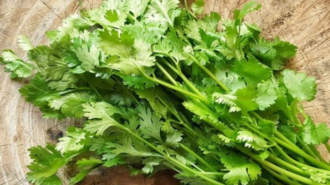 Coriander Leaves Health Benefits: ಕೊತ್ತಂಬರಿ ಸೊಪ್ಪು ಕೊಲೆಸ್ಟ್ರಾಲ್ ಕಡಿಮೆ ಮಾಡಲು ಸಹಕಾರಿಯೇ? ಇದರಲ್ಲಿದೆ ಅದ್ಭುತ ಆರೋಗ್ಯ ಪ್ರಯೋಜನ