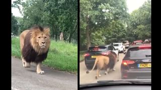 Viral Video: ಭಾಗ್ ಮಿಲ್ಕ್ ಭಾಗ್; ದಕ್ಷಿಣ ಕೊರಿಯಾದ ಯುವತಿ ನೃತ್ಯ; ಭಾರತೀಯ ಸಂಗೀತದ ಮಹಿಮೆ ಎಂದ ನೆಟ್ಟಿಗರು