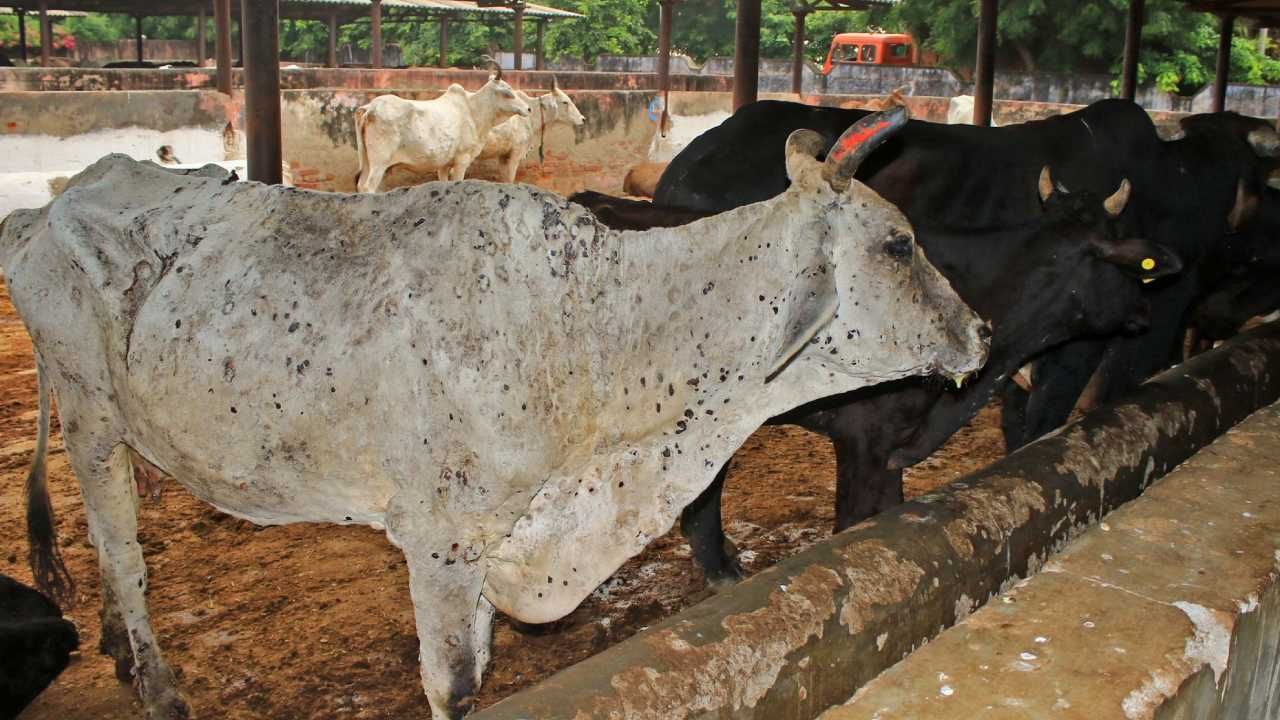 ಭೀಕರ ಬರಗಾಲ ಮಧ್ಯೆ ಜಾನುವಾರುಗಳಿಗೆ 'ಚರ್ಮಗಂಟು' ಕಾಟ: ಕಂಗಾಲಾದ ಚಿಕ್ಕೋಡಿ ರೈತರು ಭೀಕರ ಬರಗಾಲ ಮಧ್ಯೆ ಜಾನುವಾರುಗಳಿಗೆ 'ಚರ್ಮಗಂಟು' ಕಾಟ: ಕಂಗಾಲಾದ ಚಿಕ್ಕೋಡಿ ರೈತರು