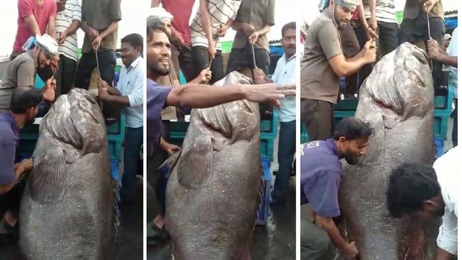 ಆಳ ಸಮುದ್ರದಲ್ಲಿ ಮೀನುಗಾರರ ಭಾರೀ ಬೇಟೆ, 350 ಕೆಜಿ ತೂಕದ ಮೀನು ಬಲೆಗೆ