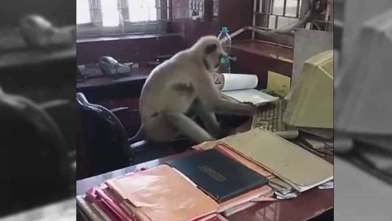 Viral Video: ಬೋಲ್ಪುರ: ರೈಲ್ವೇ ಟಿಕೆಟ್ ಕೌಂಟರ್ನಲ್ಲಿ ಕಾರ್ಯ ನಿರ್ವಹಿಸಿದ ಮಿಸ್ಟರ್ ಮಾರುತಿ Viral Video: ಬೋಲ್ಪುರ: ರೈಲ್ವೇ ಟಿಕೆಟ್ ಕೌಂಟರ್ನಲ್ಲಿ ಕಾರ್ಯ ನಿರ್ವಹಿಸಿದ ಮಿಸ್ಟರ್ ಮಾರುತಿ