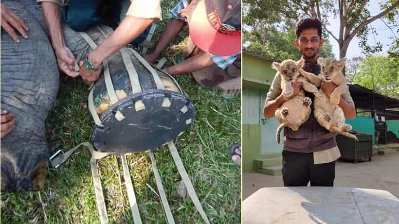 ಗಾಯಗೊಂಡ ಆನೆ ಚಿಕಿತ್ಸೆಗೆ ಪಾದರಕ್ಷೆ, ಮೈಸೂರು ಪಶುವೈದ್ಯರ ವಿಭಿನ್ನ ಪ್ರಯತ್ನ