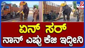 ದಸರಾ ಉತ್ಸವಕ್ಕೆ ತಯಾರಾಗುತ್ತಿರುವ ಗಜಪಡೆಗೆ ಇಂದು ನಡೆಯಿತು ತೂಕ ಪರೀಕ್ಷೆ! ದಸರಾ ಉತ್ಸವಕ್ಕೆ ತಯಾರಾಗುತ್ತಿರುವ ಗಜಪಡೆಗೆ ಇಂದು ನಡೆಯಿತು ತೂಕ ಪರೀಕ್ಷೆ!