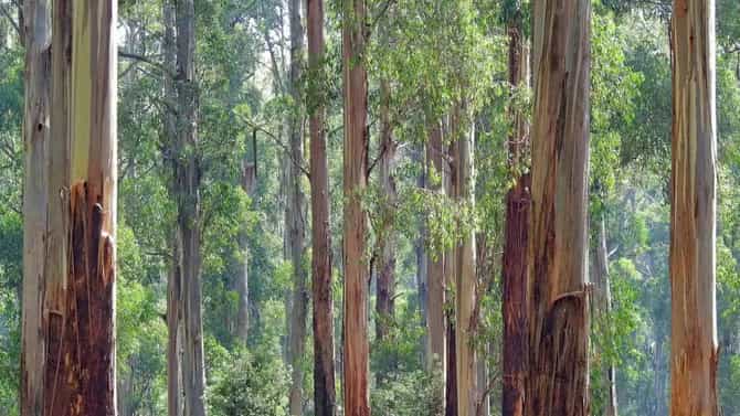 ಒಂದು ಎಕರೆಯಲ್ಲಿ ಈ ಮರಗಳಿಂದ 12 ಲಕ್ಷ ರೂ ಆದಾಯ