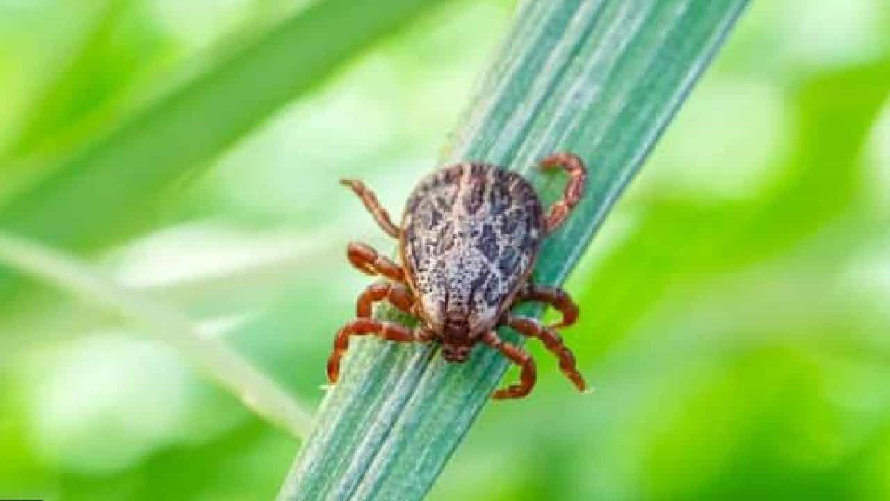 Scrub Typhus: ಭಾರತದಲ್ಲಿ ವೇಗವಾಗಿ ಹರಡುತ್ತಿದೆ ಸ್ಕ್ರಬ್ ಟೈಫಸ್ ಎಂಬ ಹೊಸ ಸೋಂಕು; ಏನಿದರ ಲಕ್ಷಣ? Scrub Typhus: ಭಾರತದಲ್ಲಿ ವೇಗವಾಗಿ ಹರಡುತ್ತಿದೆ ಸ್ಕ್ರಬ್ ಟೈಫಸ್ ಎಂಬ ಹೊಸ ಸೋಂಕು; ಏನಿದರ ಲಕ್ಷಣ?