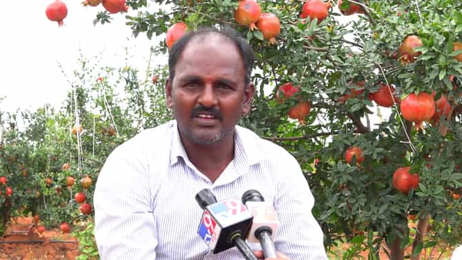 ತೋಟಕ್ಕೆ ನುಗ್ಗಿ 5 ಲಕ್ಷ ರೂ ಮೌಲ್ಯದ ದಾಳಿಂಬೆ ಹಣ್ಣುಗಳ ಕಳ್ಳತನ