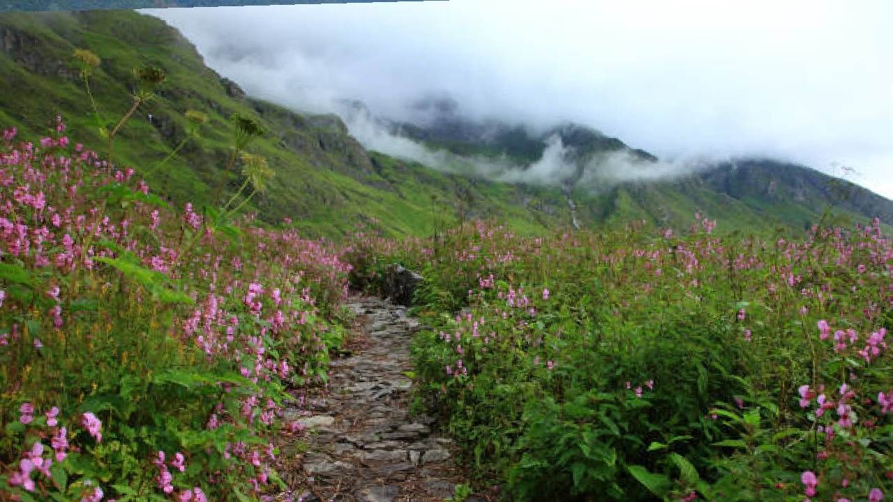 ಉತ್ತರಾಖಂಡದ ವ್ಯಾಲಿ ಆಫ್ ಫ್ಲವರ್