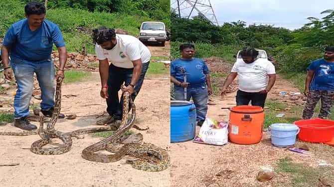 ಈ ಉರಗತಜ್ಞ ಒಂದೇ ಸಲಕ್ಕೆ ನಾಲ್ಕು ಹೆಬ್ಬಾವುಗಳನ್ನು ಹಿಡಿದು ಆಡಿಸುತ್ತಾನೆ